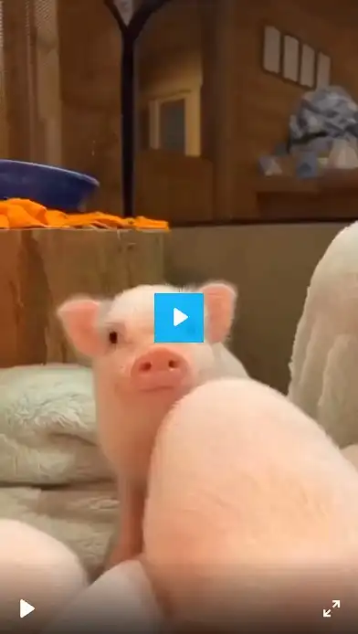 Viral Video Cute Pigs