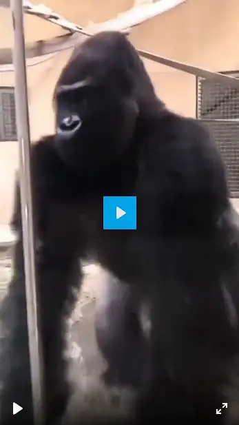 Gorilla Butt Video Hook