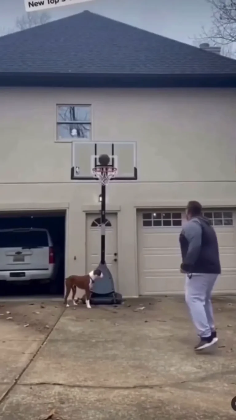 Basketball Roof Viral Video