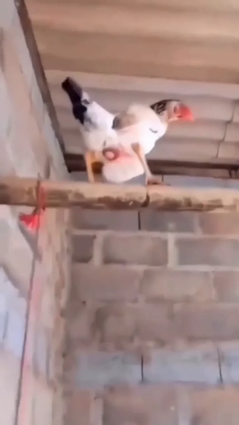 Chicken Lays Egg Viral Video