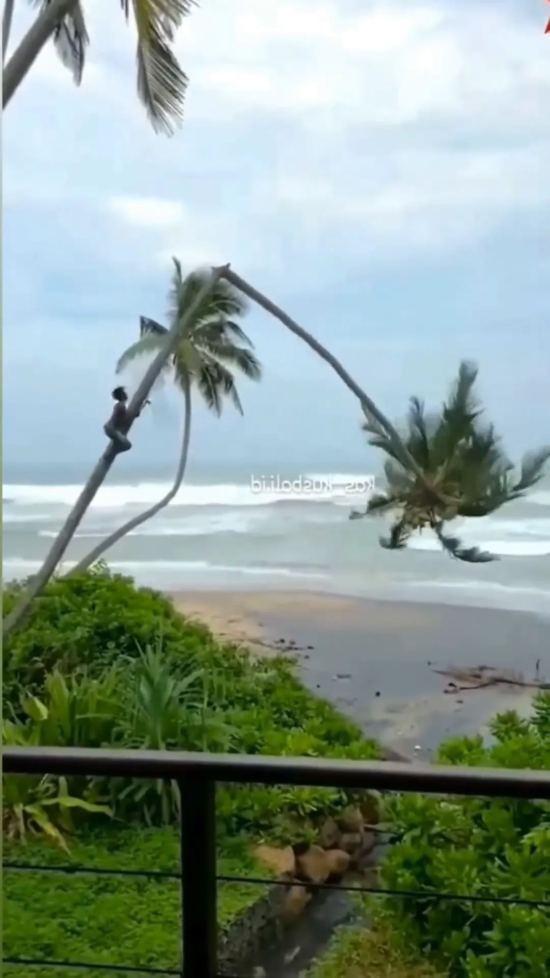 Coconut Tree Viral Video