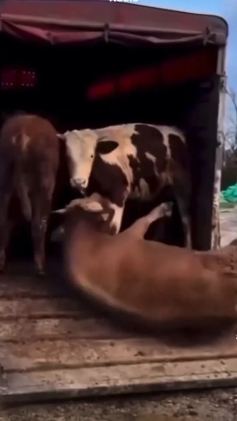 Cow Roll Viral Video