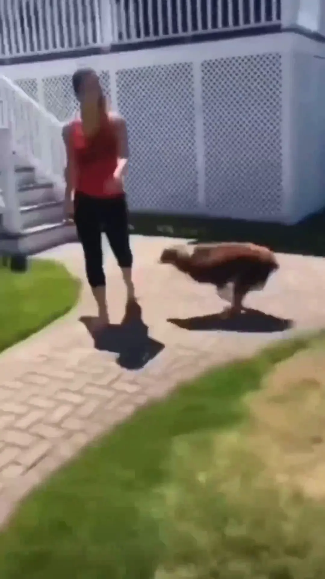 Dog Sweep Viral Video