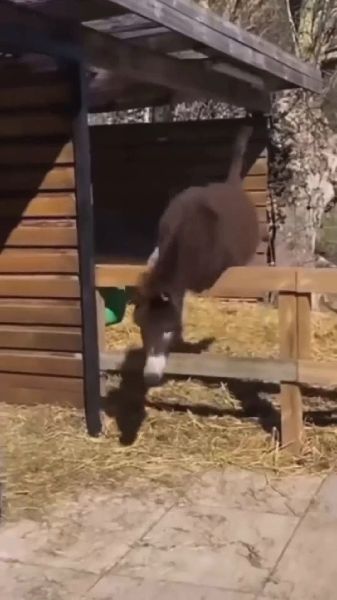 Donkey Takes Tumble Viral Video