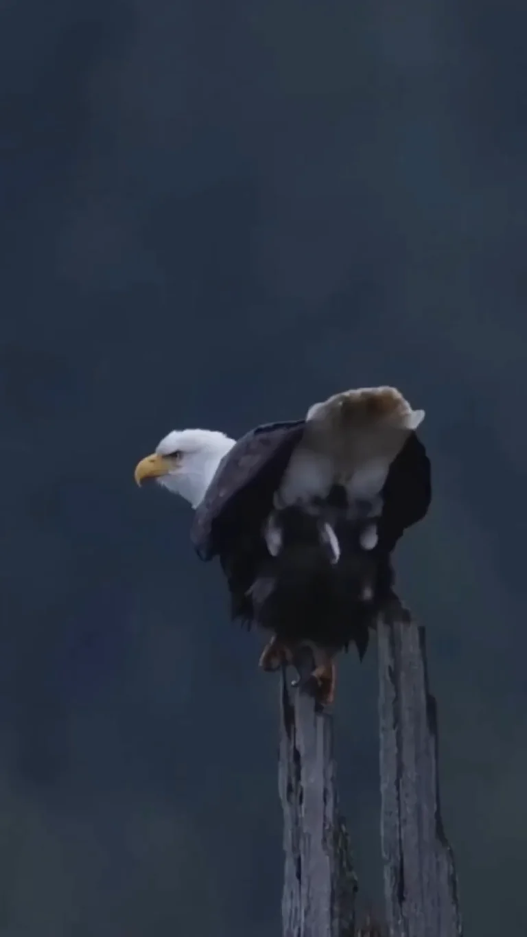 Eagle Poo Viral Video