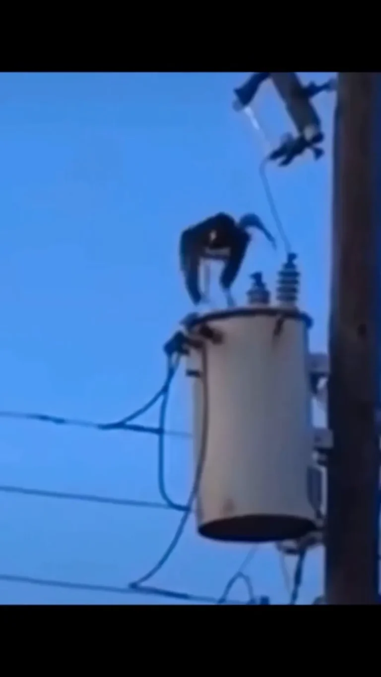 Electrocuted Bird Viral Video