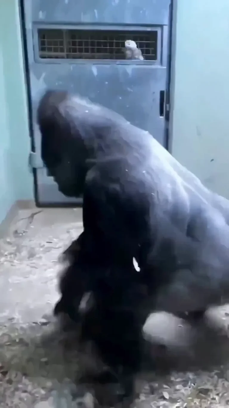 Gorilla Spin Viral Video