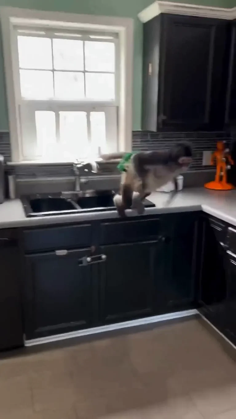 Monkey Window Viral Video