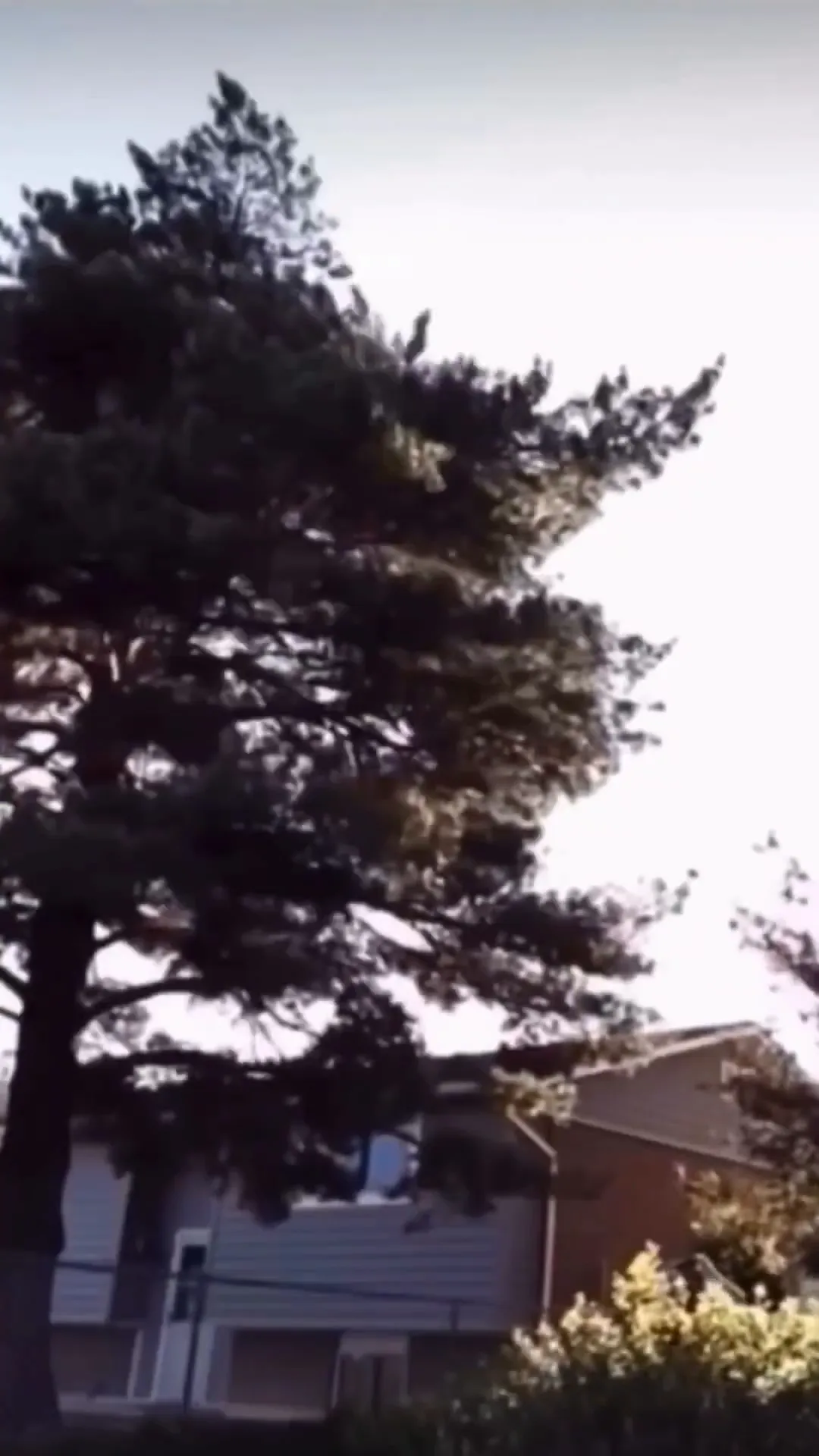 Tree Jump Viral Video