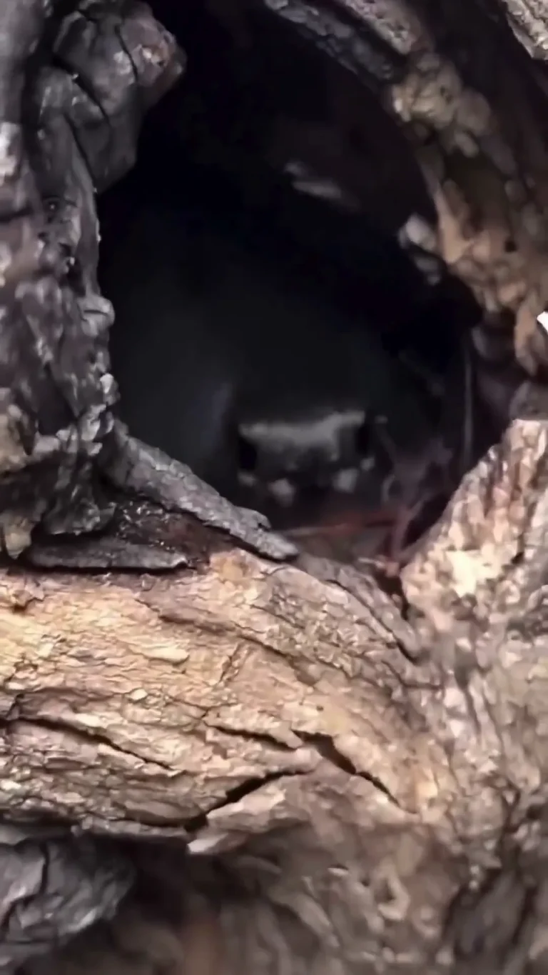 Tree Surprise Viral Video